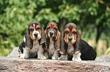 BASSET HOUND 165